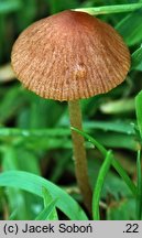 Conocybe juniana var. subsejuncta