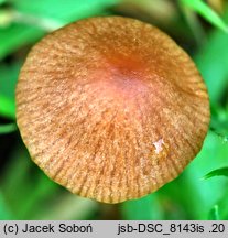 Conocybe juniana var. subsejuncta