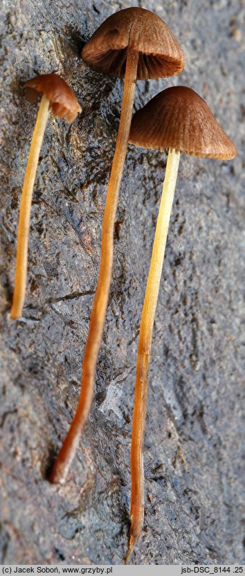 Conocybe juniana var. subsejuncta