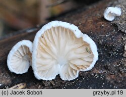 Crepidotus kubickae (ciżmówka ciemnoblaszkowa odm. różowozarodnikowa)