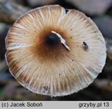 Inocybe soluta