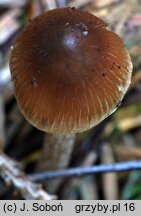 Inocybe soluta