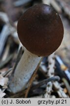 Inocybe soluta