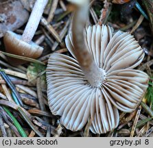 Inocybe soluta