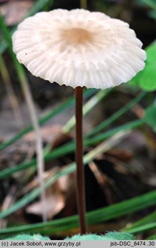 Marasmius torquescens (twardzioszek żółtobrązowy)