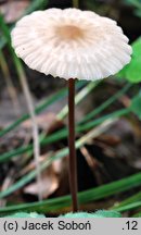 Marasmius torquescens (twardzioszek żółtobrązowy)