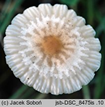 Marasmius torquescens (twardzioszek żółtobrązowy)