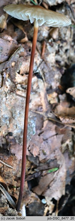 Marasmius torquescens (twardzioszek żółtobrązowy)