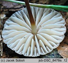 Marasmius torquescens (twardzioszek żółtobrązowy)