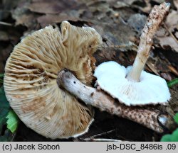 Echinoderma pseudoasperulum (jeżoskórka skąpołuska)