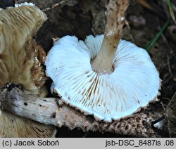 Echinoderma pseudoasperulum (jeżoskórka skąpołuska)