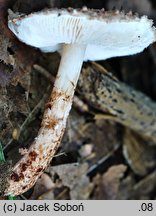 Echinoderma pseudoasperulum (jeżoskórka skąpołuska)