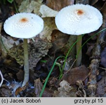 Lepiota cristata (czubajeczka cuchnąca)