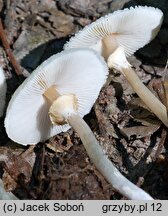 Lepiota cristata (czubajeczka cuchnąca)