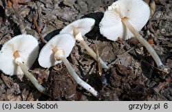 Lepiota cristata (czubajeczka cuchnąca)