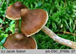 Cortinarius albovariegatus