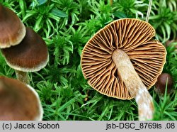 Cortinarius albovariegatus