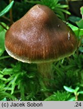 Cortinarius albovariegatus