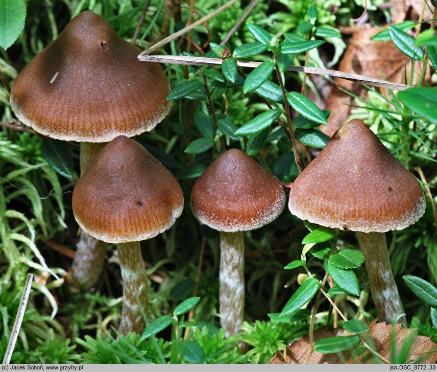 Cortinarius albovariegatus