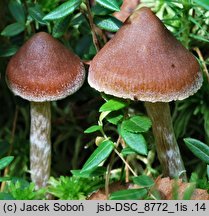 Cortinarius albovariegatus