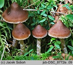 Cortinarius albovariegatus