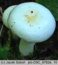 Russula pseudoraoultii