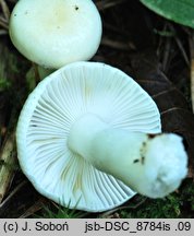 Russula pseudoraoultii