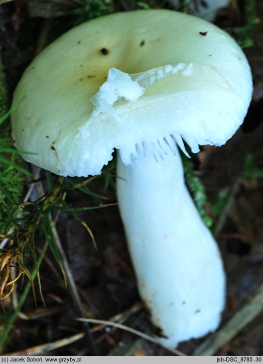 Russula pseudoraoultii