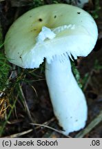 Russula pseudoraoultii