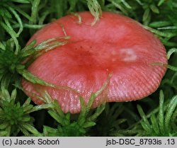 Russula griseascens