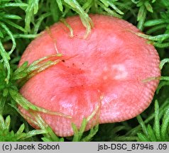 Russula griseascens