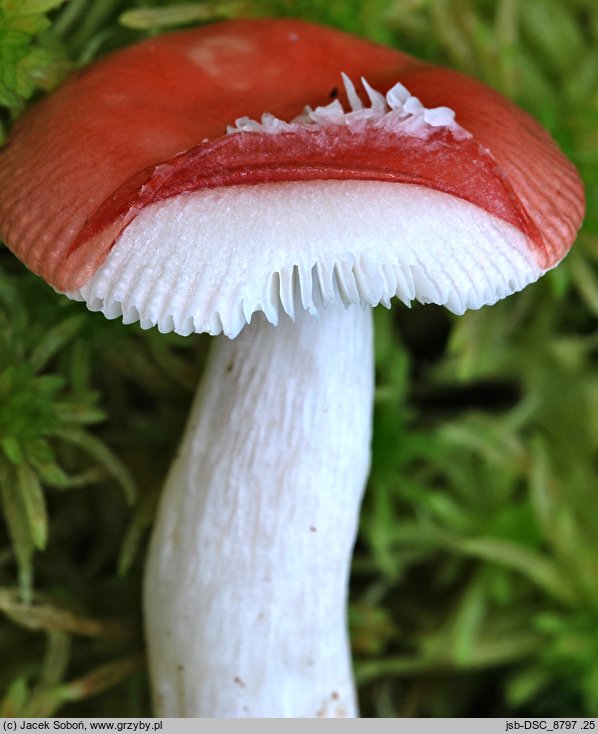 Russula griseascens