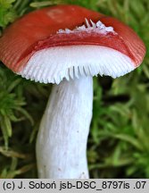 Russula griseascens