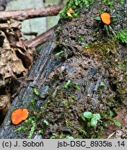Scutellinia subhirtella
