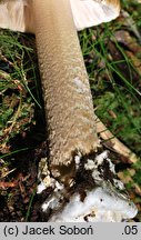 Amanita spadicea (muchomor kasztanowaty)