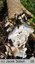 Amanita spadicea (muchomor kasztanowaty)