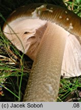 Amanita spadicea (muchomor kasztanowaty)