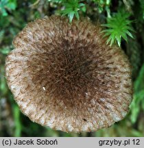 Inocybe leptophylla (strzępiak ciemnołuseczkowaty)