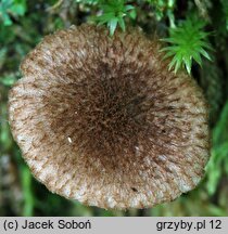 Inocybe leptophylla (strzępiak ciemnołuseczkowaty)