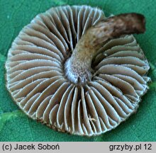 Inocybe leptophylla (strzępiak ciemnołuseczkowaty)