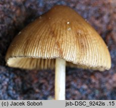 Conocybe spicula (stożkówka omączonotrzonowa)