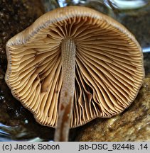 Conocybe spicula (stożkówka omączonotrzonowa)