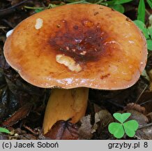 Lactarius volemus (mleczaj smaczny)