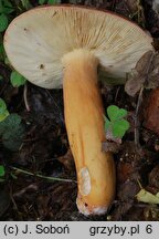 Lactarius volemus (mleczaj smaczny)