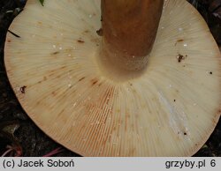 Lactarius volemus (mleczaj smaczny)