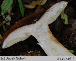 Lactarius volemus (mleczaj smaczny)