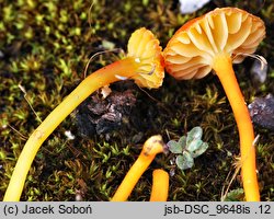 Hygrocybe calciphila