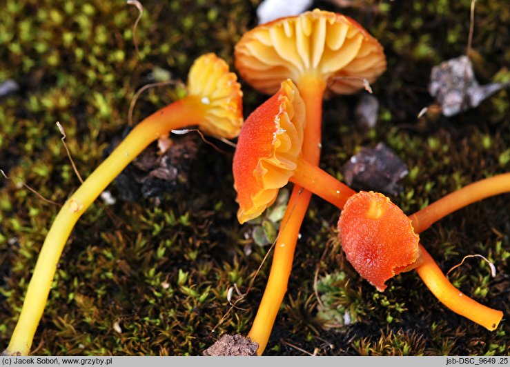 Hygrocybe calciphila