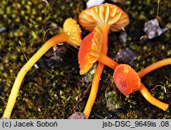 Hygrocybe calciphila