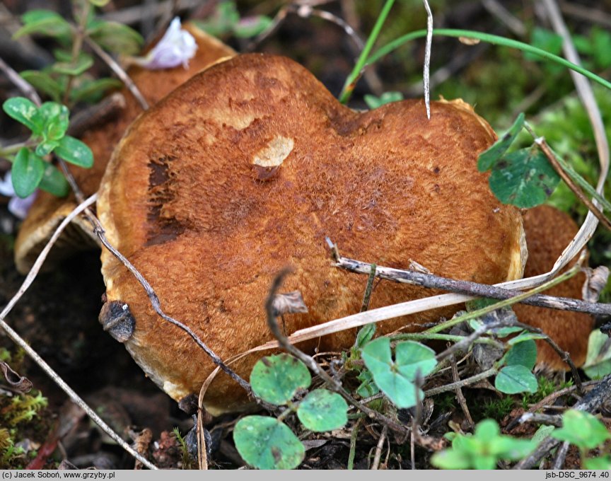 Mallocybe leucoblema (włośniak srebrzystoosłonowy)